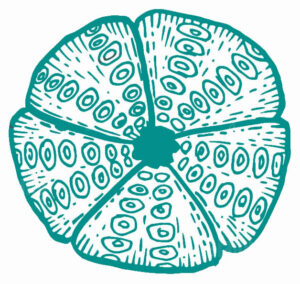 Urchin sea shell